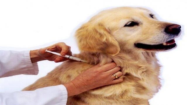 Este miércoles: castración y vacunación antirrábica para mascotas