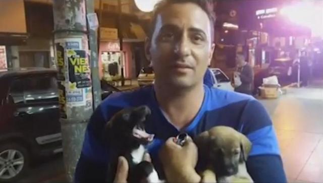 Hogar mascotero: en Castelar, voluntarios rescatan perros y gatos abandonados y los entregan en adopción