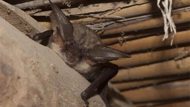 Zoonosis: cómo actuar ante la presencia de murciélagos durante el verano