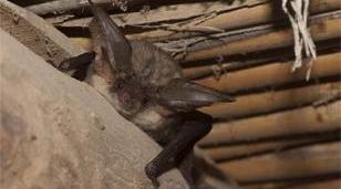 Zoonosis: cómo actuar ante la presencia de murciélagos durante el verano