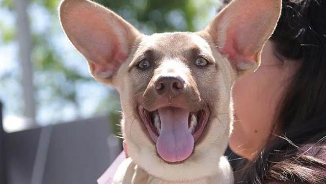 Adopción y tenencia responsable de animales en Morón