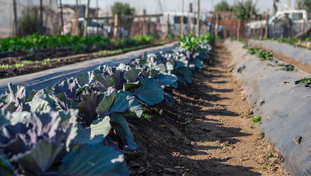 Talleres de huerta medicinal y alimentación saludable en Paso del Rey